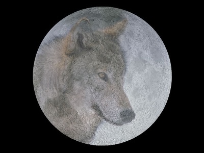 The Full Moon in January is called the Wolf Moon. It is named after the hungry packs of wolves that howled at night.  The Algonquian tribes of Native Americans had <a href="/earth/moon/full_moon_names.html&edu=elem&dev=">many different names</a> for the Full Moon through the year, reflecting their connection with nature and the <a href="/the_universe/uts/seasons1.html&edu=elem&dev=">seasons</a>, hunting, fishing, and farming.<p><small><em>Image courtesy of Windows to the Universe</em></small></p>