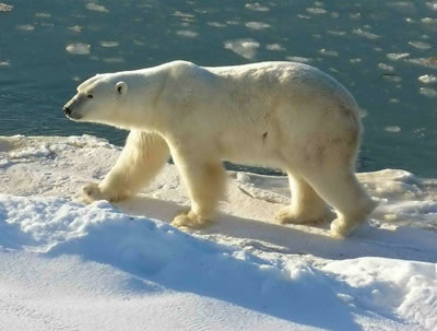 Viviendo en todo el <a href="/earth/polar/sea_ice.html&edu=elem&lang=sp">hielo marino</a> del rtico, los <a href="/earth/polar/polar_bears_jan07.html&edu=elem&lang=sp">oso polares</a> miran a travs de las grietas del hielo buscando focas, su alimento preferido. Casi todo el alimento de los osos polares proviene del mar. El <a href="/earth/polar/sea_ice.html&edu=elem&lang=sp">hielo marino flotante</a> es ua ventaja perfecta para los osos cuando salen a cazar. Desafortunadamente, la cantidad de hielo flotante en la regin del <a  href="/earth/polar/polar_north.html&edu=elem&lang=sp">rtico</a> disminuye cada ao, alejndose ms una de otra.<p><small><em>Imagen cortesa de Ansgar Walk.  Creative Commons Attribution-Share Alike 2.5 Generic license.</em></small></p>