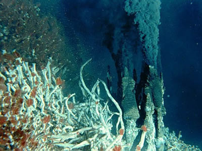 Hydrothermal vents in the deep ocean are located at tectonic <a
  href="/earth/interior/seafloor_spreading.html&edu=high&dev=1">spreading
  ridges</a>. While most of the water in the deep ocean is close to freezing,
  the water at hydrothermal vents is very hot and laden with chemicals. In
  this <a
  href="/earth/extreme_environments.html&edu=high&dev=1">extreme
  environment</a>, certain species of <a
  href="/earth/Life/archaea.html&edu=high&dev=1">Archaea</a>
  and <a
  href="/earth/Life/classification_eubacteria.html&edu=high&dev=1">Eubacteria</a>
  thrive, enabling a unique <a
  href="/earth/Water/life_deep.html&edu=high&dev=1">food
  chain</a> including fish, shrimp, giant tubeworms, mussels, crabs, and clams.<p><small><em> Courtesy of NASA</em></small></p>